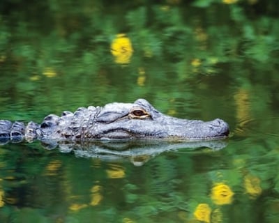 Myrtle Beach Wildlife River Cruise