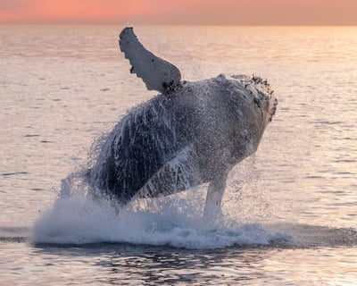 Dana Point New Year's Eve Whale Watching Cruise