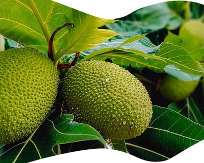 Tropical Fruit Tasting Tour in Big Pine Key