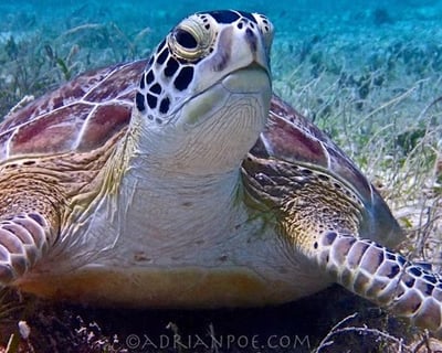 Turtle Snorkeling Charter in St. Thomas
