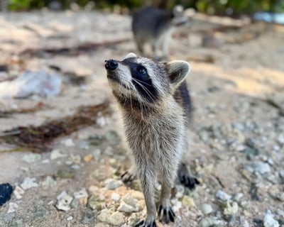 3-Hour Private Boat Tour to Sandpur Raccoon Island
