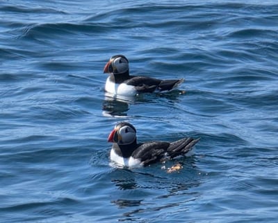 Puffin & Wildlife Cruise Near Acadia National Park