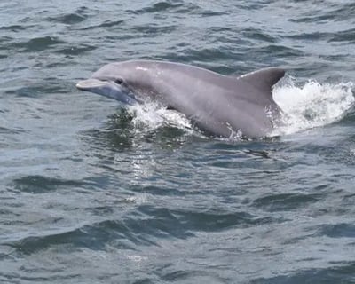 Dolphin Watching Catamaran Cruise in Cocoa Beach