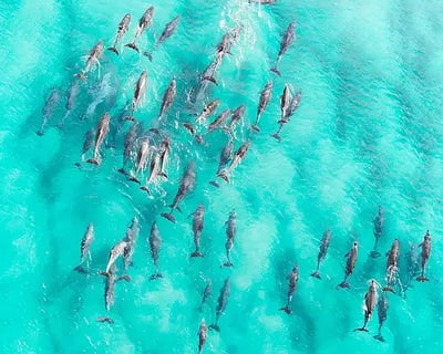 Whale and Dolphin Watch, Sea Caves & Kealakekua Bay Snorkel