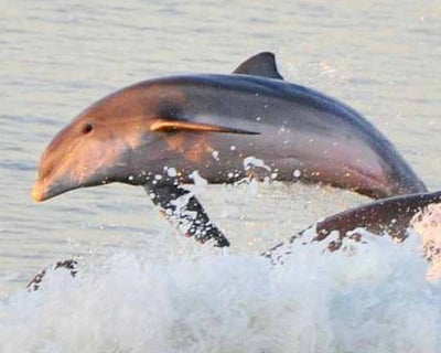 Sunset Dolphin & Wildlife Cruise in Fort Myers