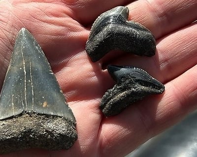 Shark Tooth & Fossil Hunting Guided Tour In Savannah