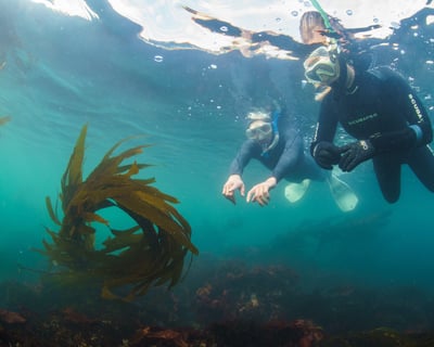 Guided Snorkel Tour in Monterey Bay Kelp Forests
