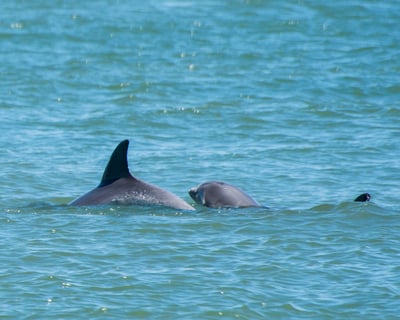 Wild Dolphin Encounters & Historic Coastline