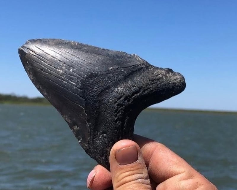 4-Hour Savannah River Fossil Hunting Tour