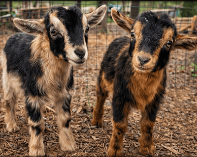 Snuggle Goats in a Private 30-Minute Session in Longs