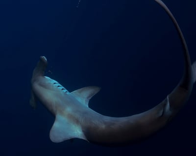 Charleston 3-Hour Shark Fishing Charter