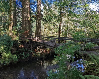 Guided Prairie Creek Redwoods Hike Near Redwood Parks