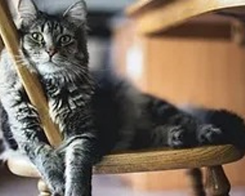 Private Cat Cafe Room & Birthday Party in Colorado Springs