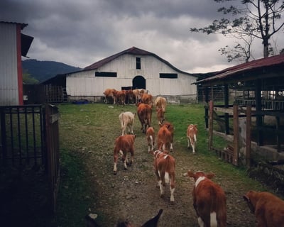 Morning Horseback Riding Tour in Orosí