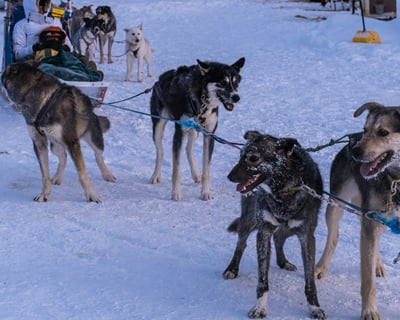 Anchorage Dog Sledding & Animal Farm Tour