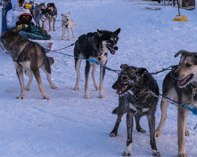 Anchorage Dog Sledding & Animal Farm Tour