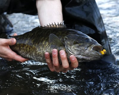Guided Warm-Water Walk & Wade Fishing in Harrisburg