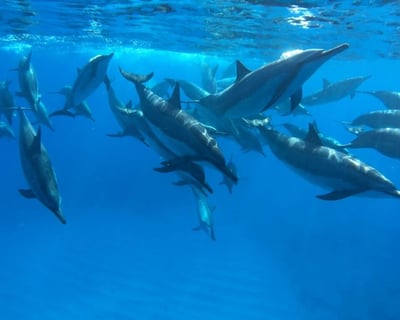 3-Hour Kona Coast Snorkel Tour