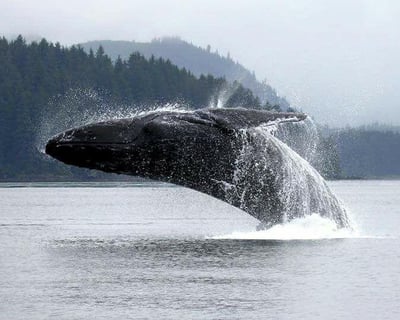 Hoonah Humpback Whale Watching Cruise 3 Hours