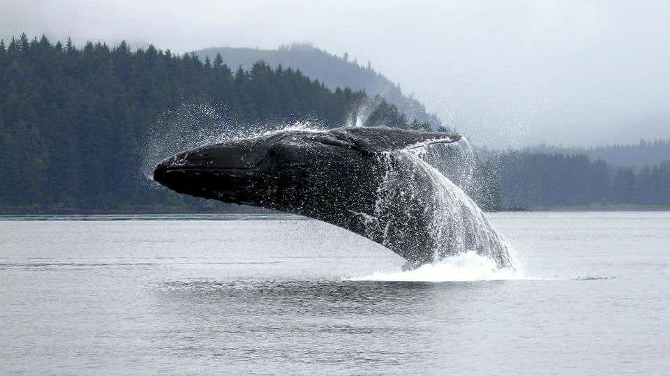 Hoonah Humpback Whale Watching Cruise 3 Hours