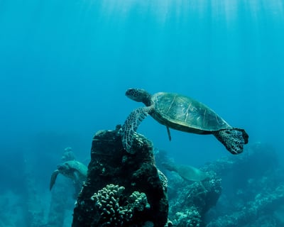 Ma'alaea Harbor Turtle Town Snorkel on Quicksilver