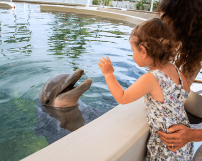 Dolphin Aloha Dry-Land Encounter at Sea Life Park