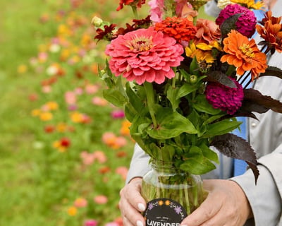 Pick-Your-Own Flower Experience at Lavender Hill Farm