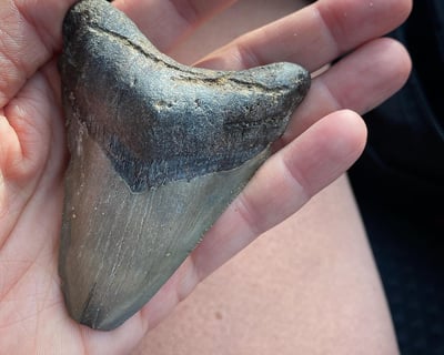 Savannah Shark Tooth Fossil Hunt Cruise