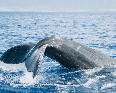 Midday Whale Watch Mā'alaea