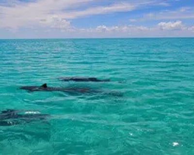 Dolphin Watching Charter in Key West