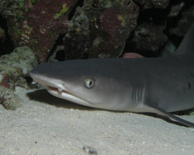 Shark, Turtle & Wreck Shore Dive In Lahaina