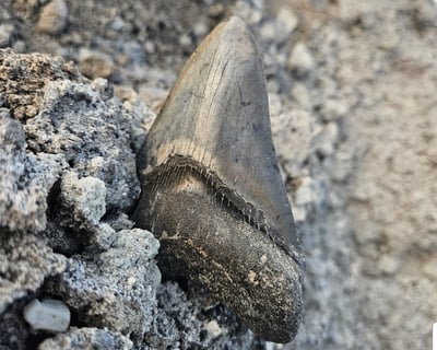 Swamp Buggy Megalodon Fossil Dig in Arcadia
