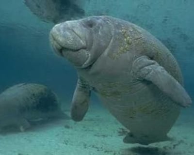 Manatee Kayaking Tour at Blue Spring State Park
