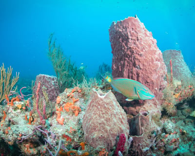2-Hour Snorkeling Tour in Lake Park