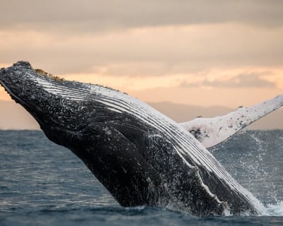 Kauai Humpback Whale Watching Tour