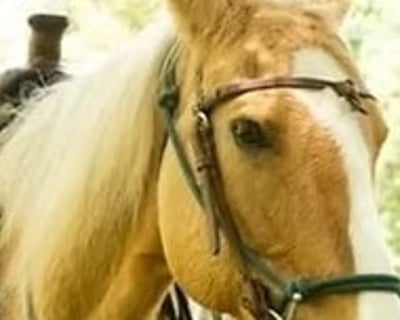 Portsmouth Pony Ride on a Retired Rodeo Horse
