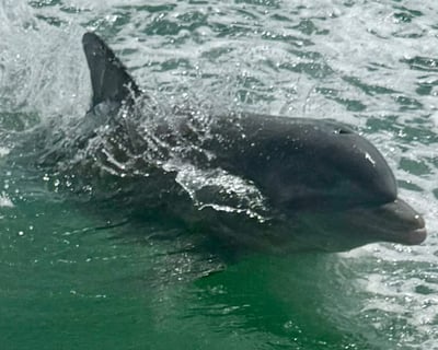 Small-Group Anna Maria Island Dolphin Tour