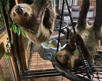 Northwest Wildlife Sanctuary Experience