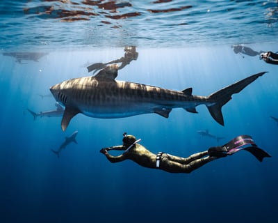Open Water Shark Dive in Haleiwa, Oahu