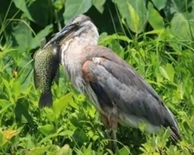 Wekiva River Wildlife Kayak Tour