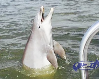Sunset Dolphin Cruise on Hilton Head Island