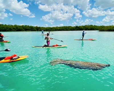 Dolphin & Manatee Kayak Tour in Bonita Springs