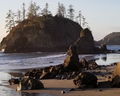 3-Hour Redwood Coast Guided Tour