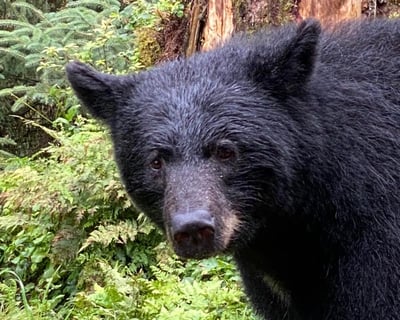 Guided Bear Watching Tour at Anan