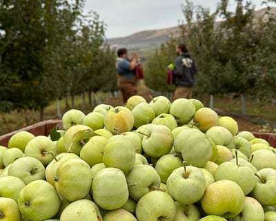 Guided Cider Apple Orchard Tour in Ellensburg