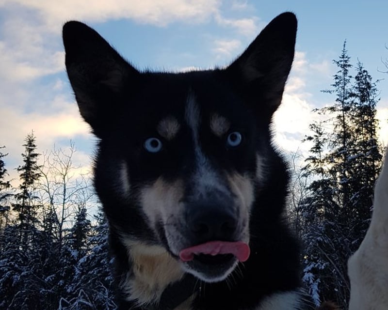 Boreal Wilderness Dog Sledding Ride in Nenana