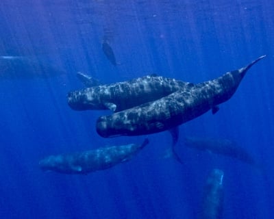 Kohala Coast Deep Ocean Safari & Reef Snorkel