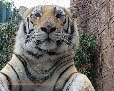 Tiger Feeding Encounter in Houston