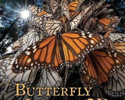 Butterfly Migration Experience in Avalon