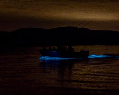 La Parguera Bioluminescent Bay Swim Tour